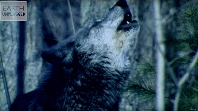 Cosmos Wolf Moon